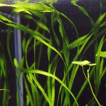 植栽から5日目　スクリューバリスネリア